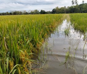 KLARIFIKASI GENANGAN SAWAH DI KEC. TIROANG BUKAN AKIBAT KELALAIAN PETUGAS PINTU AIR