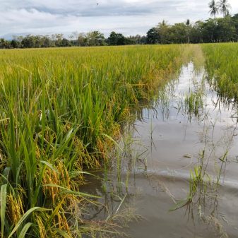 KLARIFIKASI GENANGAN SAWAH DI KEC. TIROANG BUKAN AKIBAT KELALAIAN PETUGAS PINTU AIR