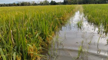 KLARIFIKASI GENANGAN SAWAH DI KEC. TIROANG BUKAN AKIBAT KELALAIAN PETUGAS PINTU AIR