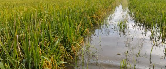 KLARIFIKASI GENANGAN SAWAH DI KEC. TIROANG BUKAN AKIBAT KELALAIAN PETUGAS PINTU AIR