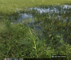 Sawah Petani di Tiroang Tergenan Air, Diduga Kelelaian Petugas Pintu Air