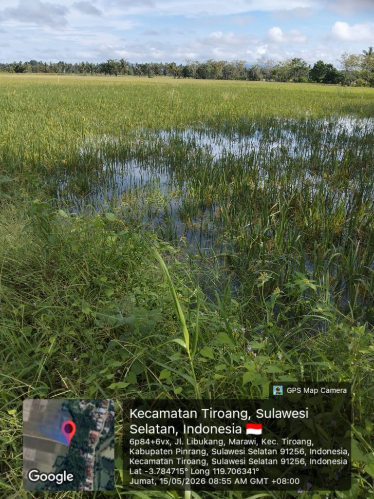 Sawah Petani di Tiroang Tergenan Air, Diduga Kelelaian Petugas Pintu Air