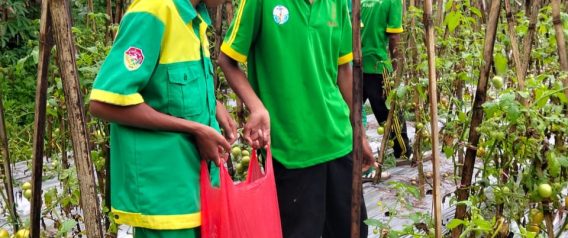 Dari Detukeli, SMKN 6 Ende Siap Pasok Kebutuhan Pangan Lokal dan MBG