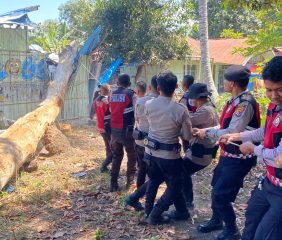 Pohon Tumbang Timpa TK Kober Patas Ende, Polisi Turun Tangan Bersihkan Material