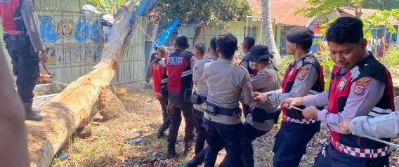 Pohon Tumbang Timpa TK Kober Patas Ende, Polisi Turun Tangan Bersihkan Material