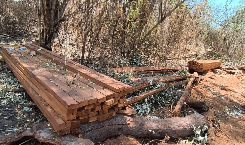 Polemik Hutan Egon Sikka: Penjualan Kayu untuk Operasional KPH Dinilai Tabrak Aturan