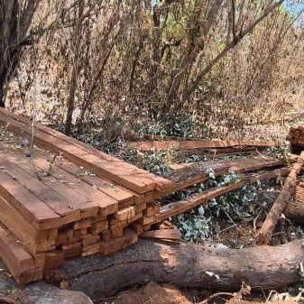 Polemik Hutan Egon Sikka: Penjualan Kayu untuk Operasional KPH Dinilai Tabrak Aturan