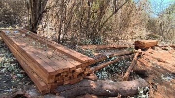 Polemik Hutan Egon Sikka: Penjualan Kayu untuk Operasional KPH Dinilai Tabrak Aturan