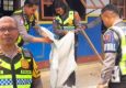 Aksi Humanis Satlantas Polres Ngada : Bersihkan Reruntuhan Kelas SDN Radha dan Hibur Siswa